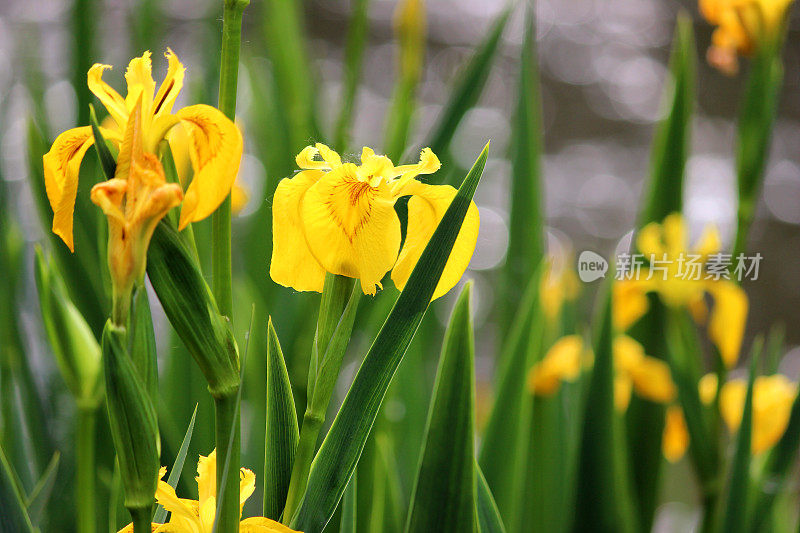 黄色鸢尾花(黄旗/水旗)，鸢尾伪菖蒲图像